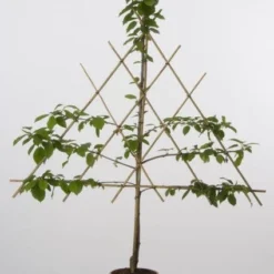 Lei-Kers (Prunus Avium 'Kordia') 6 Lei-Kers (Prunus Avium 'Kordia') -Tuin Verhaal Verkoopwinkel 20080519140144 1