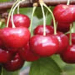 Lei-Kers (Prunus Avium 'Regina') -Tuin Verhaal Verkoopwinkel 20080519141125 1