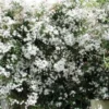 Jasmijn (Jasminum Officinale) 1 Jasmijn (Jasminum Officinale) -Tuin Verhaal Verkoopwinkel 20080618100717 2