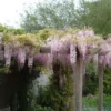 Blauwe Regen, Roze (Wisteria Floribunda 'Rosea') -Tuin Verhaal Verkoopwinkel 20080618102844 11
