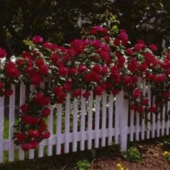 Klimroos (Rosa 'Paul's Scarlet Climber') -Tuin Verhaal Verkoopwinkel 20080625084425 4
