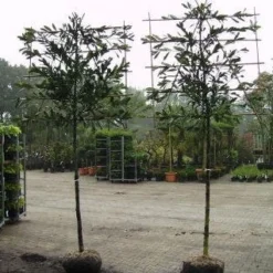 Laurier Als Leiboom (Prunus Laurocerasus 'Caucasica') 5 Laurier Als Leiboom (Prunus Laurocerasus 'Caucasica') -Tuin Verhaal Verkoopwinkel 20081015083837 6