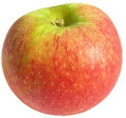 Appelboom (Malus Domestica 'Alkmene') 4 Appelboom (Malus Domestica 'Alkmene') - Afbeelding 2