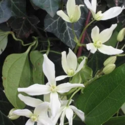 Bosrank, Groenblijvend (Clematis Armandii) 9 Bosrank, Groenblijvend (Clematis Armandii) -Tuin Verhaal Verkoopwinkel 20081120135411 5