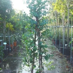 Winterharde Gomboom (Eucalyptus Gunnii) 11 Winterharde Gomboom (Eucalyptus Gunnii) -Tuin Verhaal Verkoopwinkel 20090522152550 5