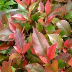Glansmispel Op Stam (Photinia Fraseri 'Little Red Robin') -Tuin Verhaal Verkoopwinkel 20100210093819 3