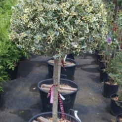 Hulst Op Stam (Ilex 'Argentea Marginata') -Tuin Verhaal Verkoopwinkel 20100712171848 1