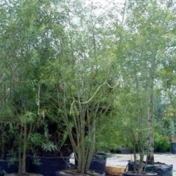 Mimosa (Acacia Dealbata) 11 Mimosa (Acacia Dealbata) -Tuin Verhaal Verkoopwinkel 20100906111139 7