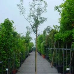 Mimosa Als Boom (Acacia Dealbata) -Tuin Verhaal Verkoopwinkel 20100906111726 7