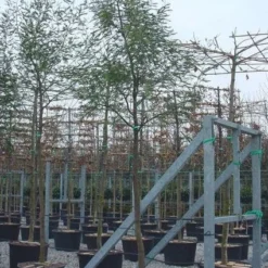 Mimosa Als Boom (Acacia Dealbata) -Tuin Verhaal Verkoopwinkel 20100906111736 6