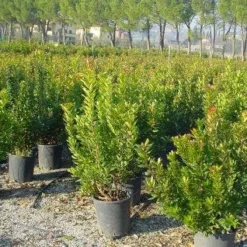 Aardbeiboom Als Struik (Arbutus Unedo) -Tuin Verhaal Verkoopwinkel 20101209111801 7