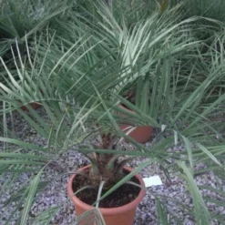 Geleipalm (Butia Capitata) -Tuin Verhaal Verkoopwinkel 20101209131859 6