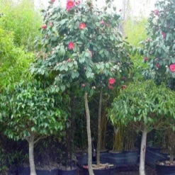 Camelia Als Boom (Camellia Japonica)