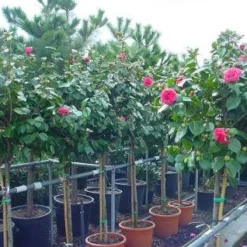 Camelia Op Stam (Camellia Japonica) -Tuin Verhaal Verkoopwinkel 20101209153742 3