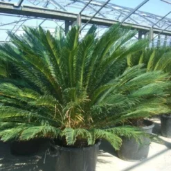 Cycaspalm (Cycas Revoluta) -Tuin Verhaal Verkoopwinkel 20101212150045 5