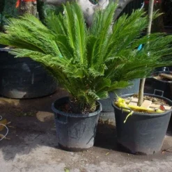 Cycaspalm (Cycas Revoluta) -Tuin Verhaal Verkoopwinkel 20101212150101 5