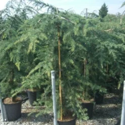Treurceder (Cedrus Deodara 'Pendula') -Tuin Verhaal Verkoopwinkel 20101212154242 13