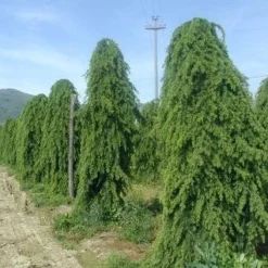 Treurceder (Cedrus Deodara 'Pendula') -Tuin Verhaal Verkoopwinkel 20101212154305 13
