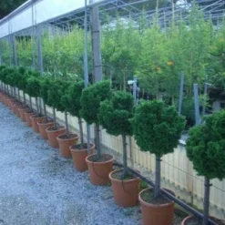 Dwergcypres Op Stam (Chamaecyparis Obtusa 'Nana Gracilis')