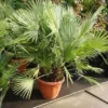 Dwergpalm (Chamaerops Humilis) -Tuin Verhaal Verkoopwinkel 20101213085751 8
