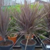 Cordyline (Cordyline Australis 'Atropurpurea') -Tuin Verhaal Verkoopwinkel 20101213093508 8