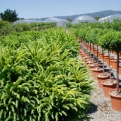 Sikkelden Op Stam (Cryptomeria Japonica 'Globosa Nana') 9 Sikkelden Op Stam (Cryptomeria Japonica 'Globosa Nana') -Tuin Verhaal Verkoopwinkel 20101213102352 1