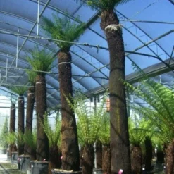 Boomvaren (Dicksonia Antarctica) -Tuin Verhaal Verkoopwinkel 20101213133314 11