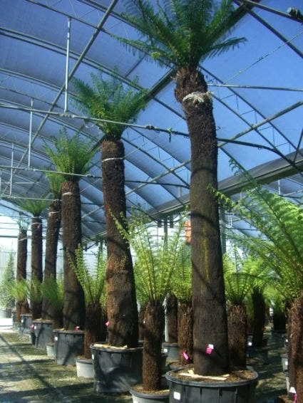 Grote Boomvaren (Dicksonia Antarctica) 7 Grote Boomvaren (Dicksonia Antarctica) - Afbeelding 5