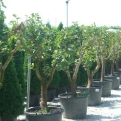 Kaki (Diospyros Kaki) 17 Kaki (Diospyros Kaki) -Tuin Verhaal Verkoopwinkel 20101213150225 8