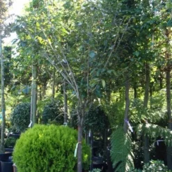 Kaki (Diospyros Kaki) 16 Kaki (Diospyros Kaki) -Tuin Verhaal Verkoopwinkel 20101213150233 8