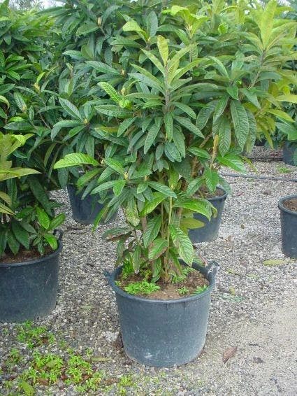 Japanse Mispel (Eriobotrya Japonica) 4 Japanse Mispel (Eriobotrya Japonica) - Afbeelding 2