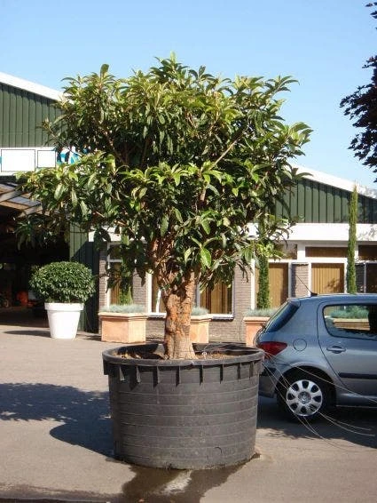 Japanse Mispel (Eriobotrya Japonica) 6 Japanse Mispel (Eriobotrya Japonica) - Afbeelding 4