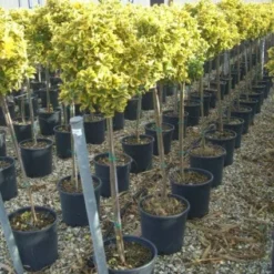 Kardinaalshoed Op Stam (Euonymus Japonicus 'Aureus')