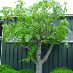 Vijg Als Solitair (Ficus Carica) -Tuin Verhaal Verkoopwinkel 20101215111658 7