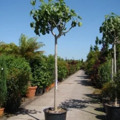 Vijgenboom (Ficus Carica) -Tuin Verhaal Verkoopwinkel 20101215112153 7