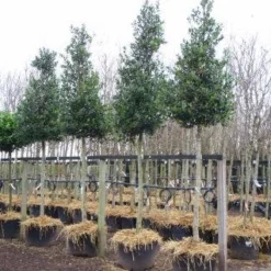 Hulst Als Boom (Ilex 'Nellie R. Stevens') -Tuin Verhaal Verkoopwinkel 20101215170614 8