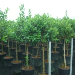 Hulst Op Stam (Ilex 'Nellie R Stevens') -Tuin Verhaal Verkoopwinkel 20101215170902 1