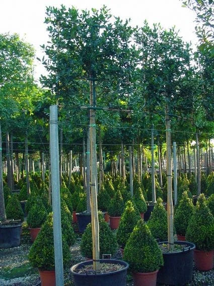 Amerikaanse Hulst Als Leiboom (Ilex 'Nellie R. Stevens') 4 Amerikaanse Hulst Als Leiboom (Ilex 'Nellie R. Stevens') - Afbeelding 2