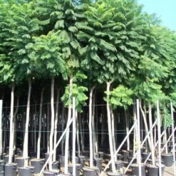 Jacaranda (Jacaranda Mimosifolia) -Tuin Verhaal Verkoopwinkel 20101216113918 6