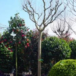 Roze Lagerstroemia Als Boom (Lagerstroemia Indica) 23 Roze Lagerstroemia Als Boom (Lagerstroemia Indica) -Tuin Verhaal Verkoopwinkel 20101216134719 9