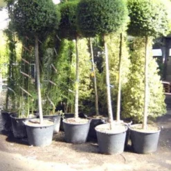 Bolliguster (Ligustrum Delavayanum) -Tuin Verhaal Verkoopwinkel 20101216140224 8