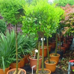 Liguster Op Stam (Ligustrum Japonicum 'Texanum') 11 Liguster Op Stam (Ligustrum Japonicum 'Texanum') -Tuin Verhaal Verkoopwinkel 20101216165907 2