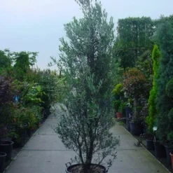 Olijf Als Struik (Olea Europaea) -Tuin Verhaal Verkoopwinkel 20101220120639 9