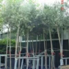 Olijfboom (Olea Europaea ) -Tuin Verhaal Verkoopwinkel 20101220124109 9