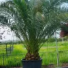 Canarische Dadelpalm (Phoenix Canariensis) -Tuin Verhaal Verkoopwinkel 20101220144445 10