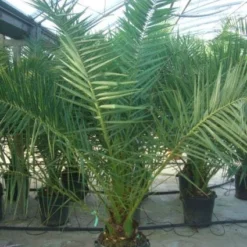 Canarische Dadelpalm (Phoenix Canariensis) -Tuin Verhaal Verkoopwinkel 20101220144503 10