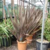 Nieuw Zeelands Vlas (Phormium Tenax 'Purpureum') -Tuin Verhaal Verkoopwinkel 20101220145115 7