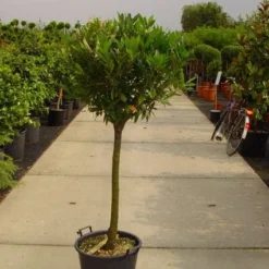 Laurierkers Op Stam (Prunus Laurocerasus 'Otto Luyken') -Tuin Verhaal Verkoopwinkel 20101221104726 2