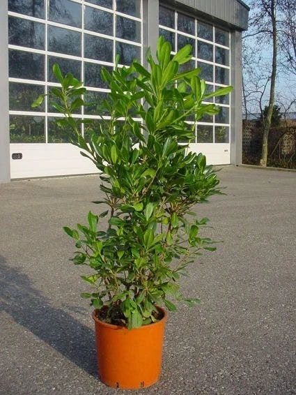 Australische Laurier (Pittosporum Tobira) 4 Australische Laurier (Pittosporum Tobira) - Afbeelding 2