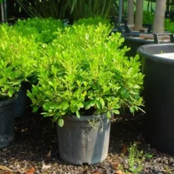 Australische Laurier (Pittosporum Tobira 'Nanum') 10 Australische Laurier (Pittosporum Tobira 'Nanum') -Tuin Verhaal Verkoopwinkel 20101221141255 8